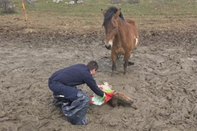 Policajci u Lici spasili ždrijebe koje je zapelo u blatu