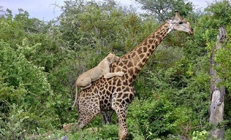 VIDEO Ova žirafa s lavom na leđima 4 sata bespoštedno se borila za život