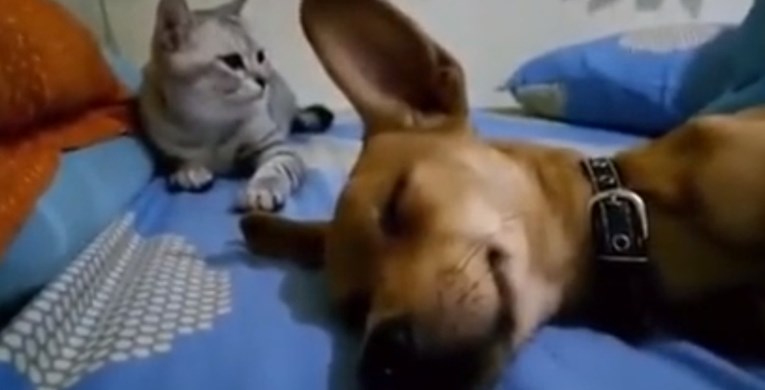 Pas je pustio goluba u snu pa mu je maca vratila na svoj način