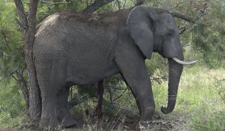 Fascinantna snimka pokazuje što se dogodi sa slonom kad umre