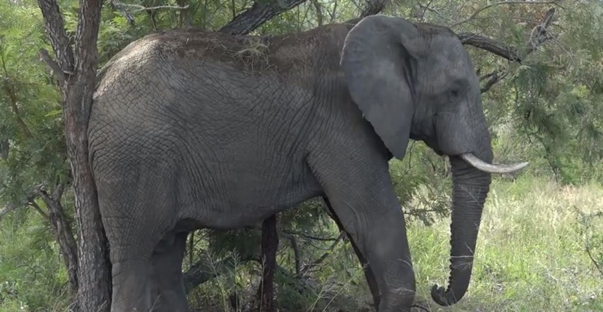 Fascinantna snimka pokazuje što se dogodi sa slonom kad umre