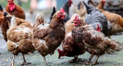 Utvrđen novi slučaj ptičje gripe u Belom Manastiru