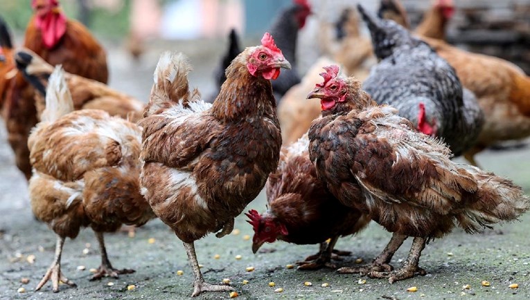 U Belom Manastiru utvrđen novi slučaj ptičje gripe
