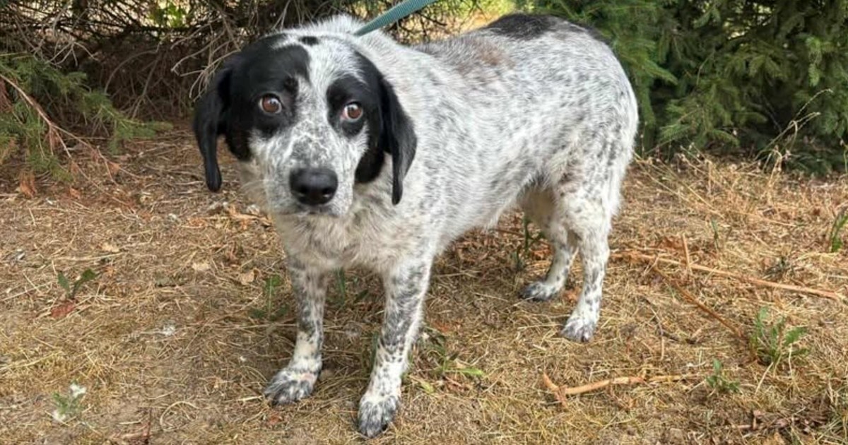 Zara više od dvije godine čeka dom. Vrlo je mirna, dobra i umiljata, pomozimo joj