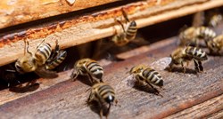 Pčelari: Naš kvalitetan med otkupljuju i miješaju s uvoznim iz Kine i Ukrajine