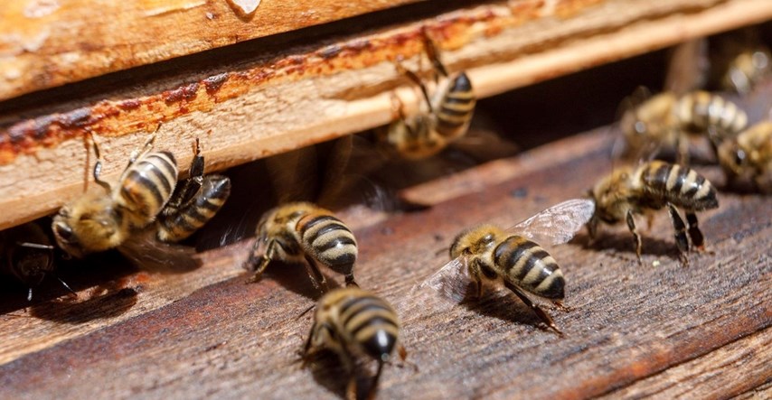 Pčelari: Naš kvalitetan med otkupljuju i miješaju s uvoznim iz Kine i Ukrajine