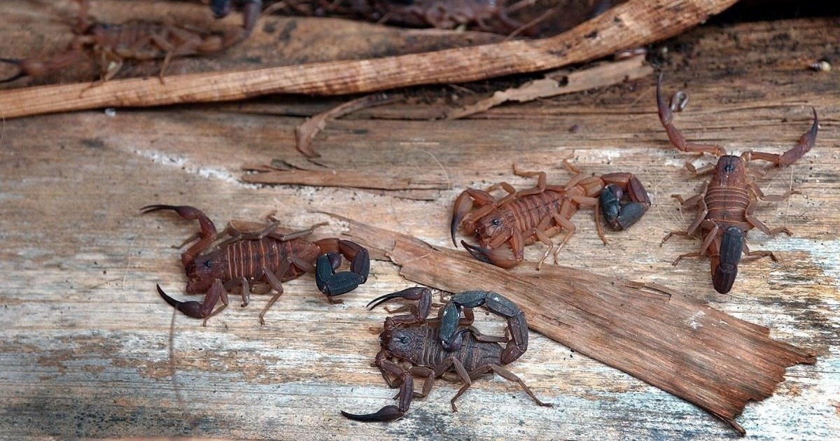Škorpioni "preuzimaju" brazilske gradove, broj uboda porastao za 250 posto