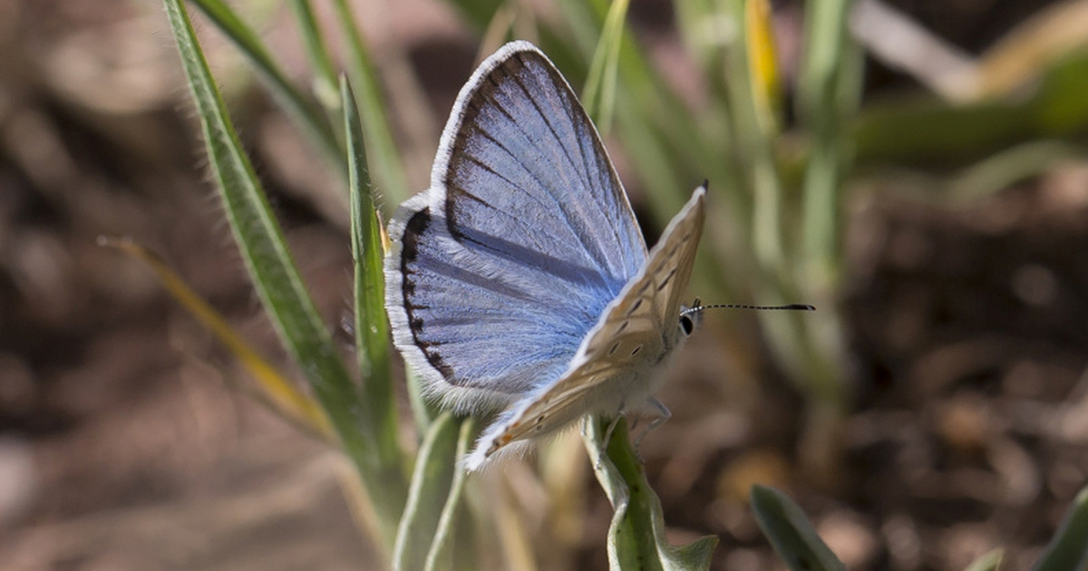 Ovaj neobičan leptir ima 229 parova kromosoma. To je rekord u životinjskom svijetu