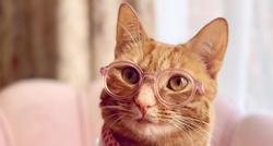 Ova mačka zarađuje na TikToku više od prosječne plaće u SAD-u