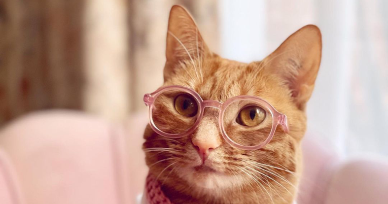 Mačka na TikToku zarađuje više od prosječne godišnje plaće u SAD-u