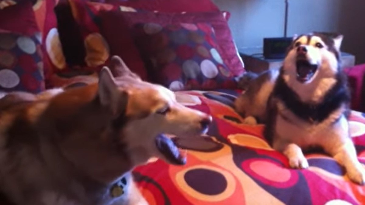 Ovaj jedinstveni i talentirani duet morate poslušati