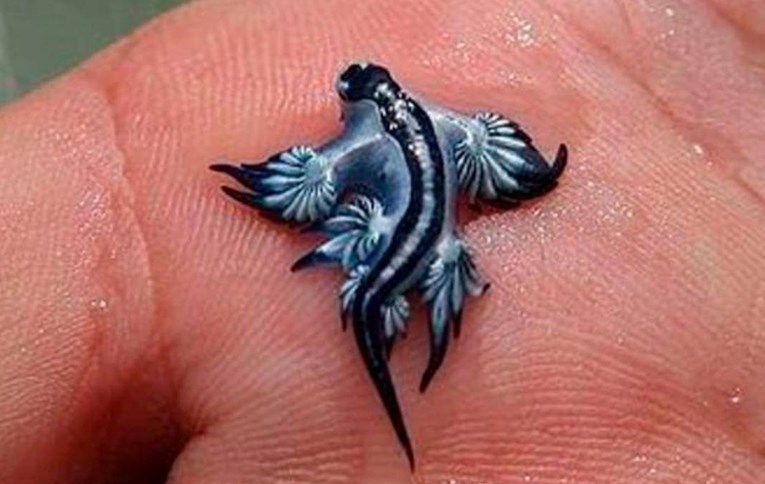 Zapanjujući, ali opasni: Rijetki plavi zmajevi zatvaraju plaže u Španjolskoj