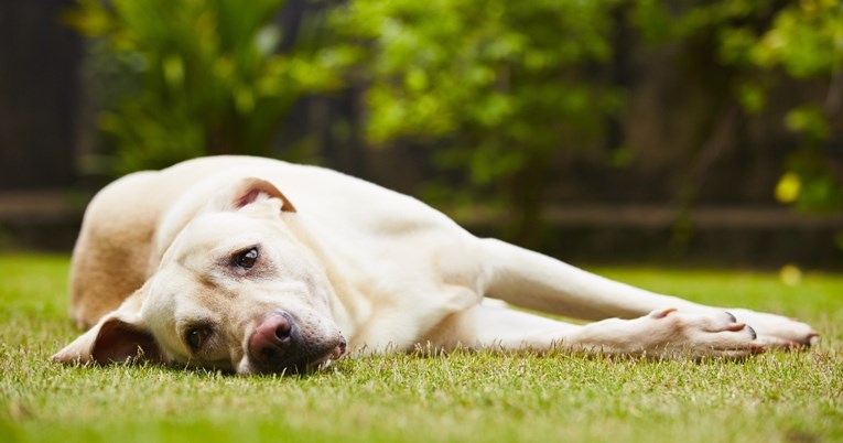 Veterinarka otkrila zašto psi zakopavaju poslastice u vrtu