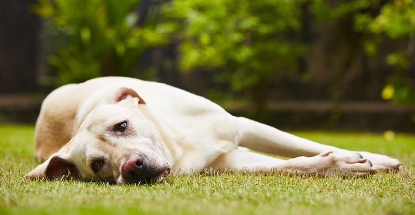 Veterinarka otkrila zašto psi zakopavaju poslastice u vrtu