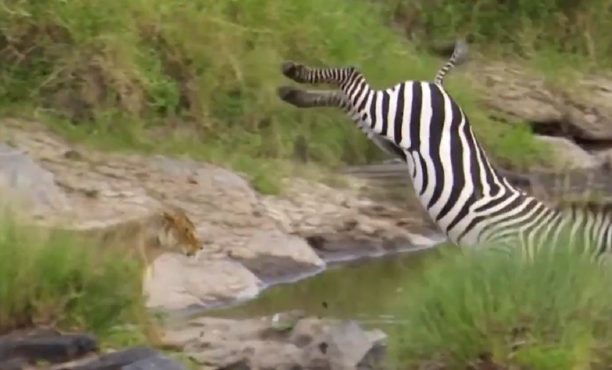 VIDEO Zebra na impresivan način pobjegla lavici koja ju je htjela ščepati