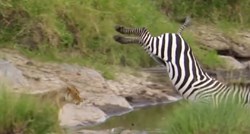 VIDEO Zebra na impresivan način pobjegla lavici koja ju je htjela ščepati