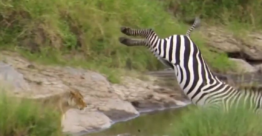 VIDEO Zebra na impresivan način pobjegla lavici koja ju je htjela ščepati