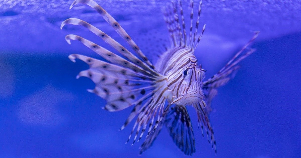 Dramatične promjene u Jadranu. "More više neće biti onakvo kakvim ga poznajemo"