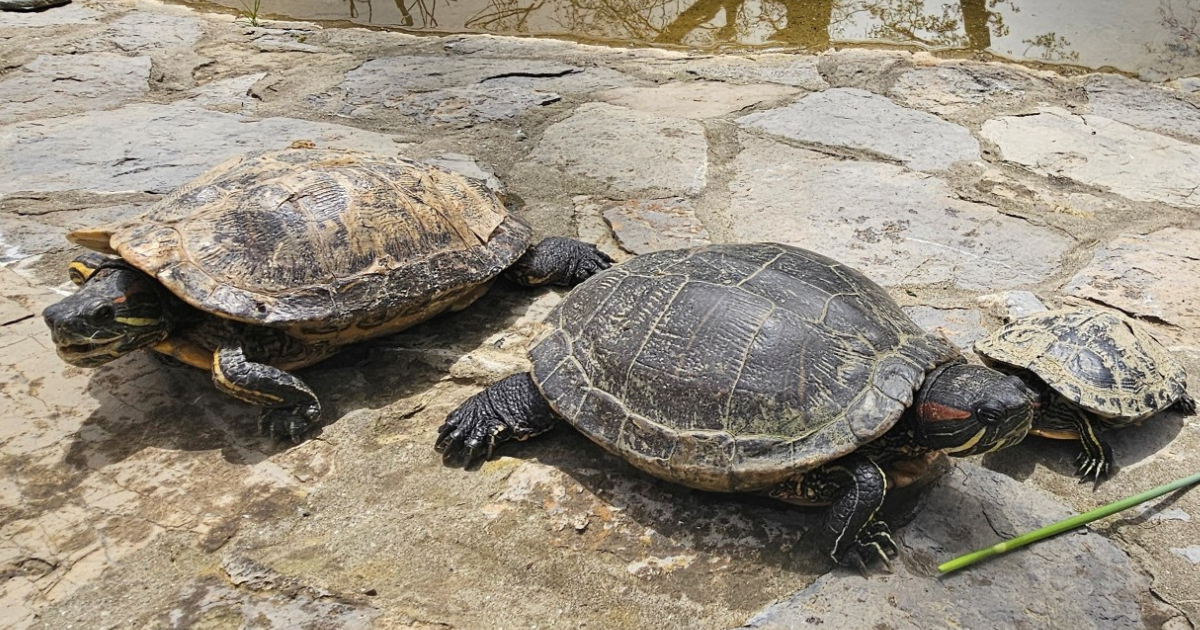 Tridesetak invazivnih kornjača udomljeno je u zagrebačkom Zoološkom vrtu