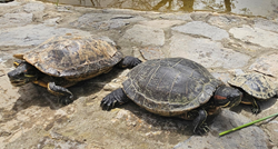 Tridesetak invazivnih kornjača udomljeno je u zagrebačkom Zoološkom vrtu