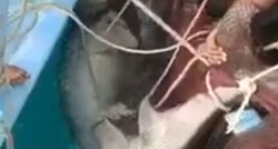 VIDEO Morski pas ubio mladića iz Rusije. Izvukli ga iz vode i usmrtili