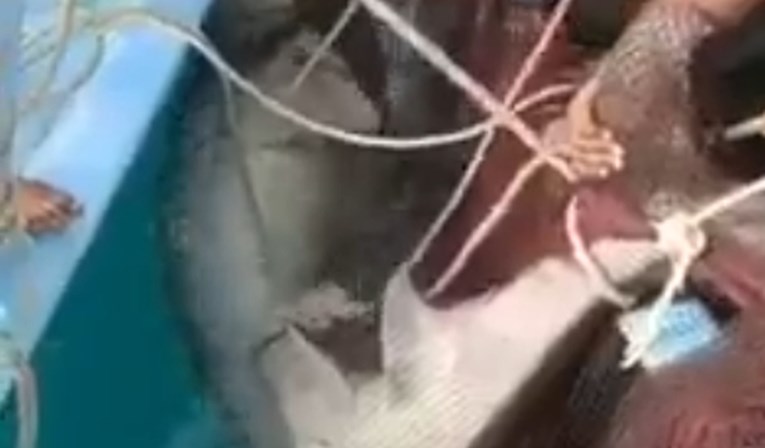 VIDEO Morski pas ubio mladića iz Rusije. Izvukli ga iz vode i usmrtili