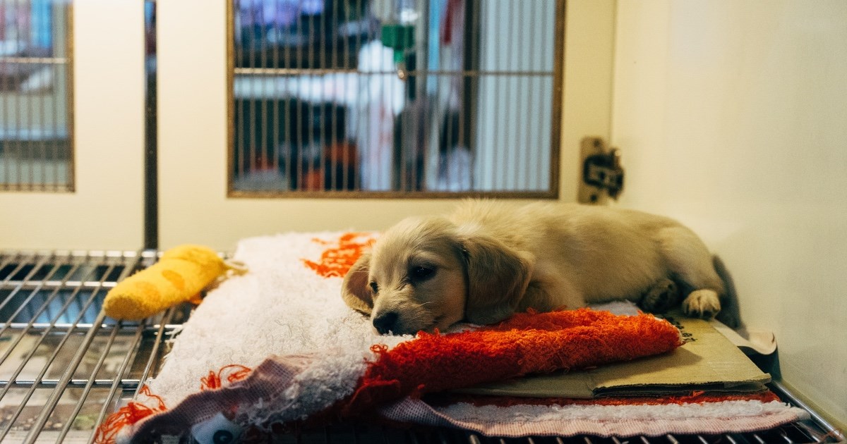 Prodaja ljubimaca putem Facebooka je ekstremno neodgovorna, upozoravaju stručnjaci