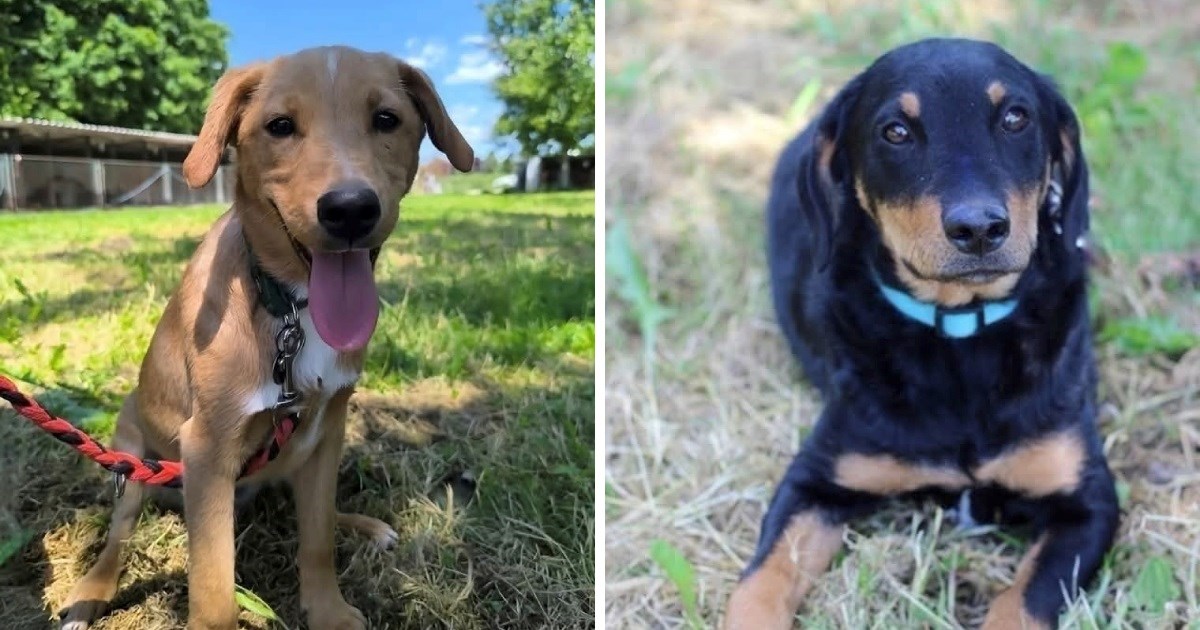 Dva slatkiša, Enes i Elias, čekaju da im netko da priliku i promijeni život