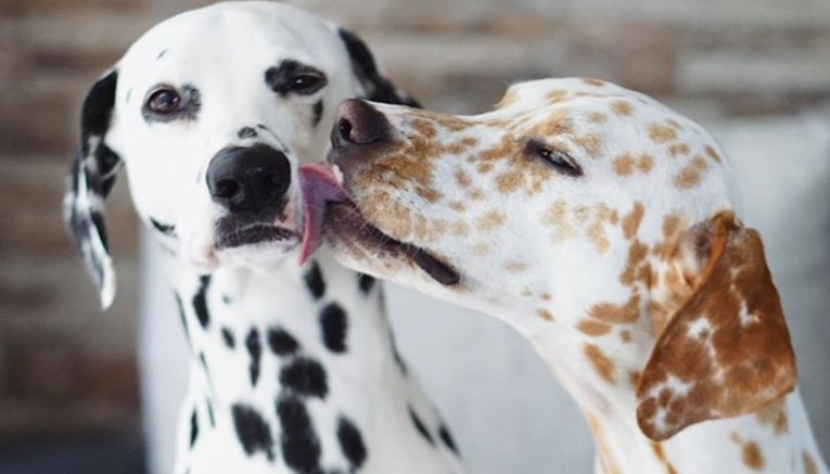 Ovi su psi najslađi pseći par, njihove zaljubljene fotke oduševljavaju svijet