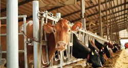 Tri zemlje uvele zabranu uvoza govedine iz Brazila zbog istrage o kravljem ludilu