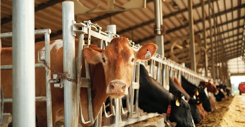Tri zemlje uvele zabranu uvoza govedine iz Brazila zbog istrage o kravljem ludilu