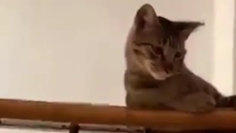 Vlasnik snimio mačka kako odmara u neobičnoj pozi: Pogledajte tog gospodina