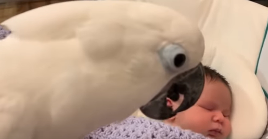 Pitali su papigu sviđa li joj se beba, njezin odgovor je najslađi ikad