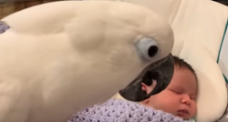 Pitali su papigu sviđa li joj se beba, njezin odgovor je najslađi ikad