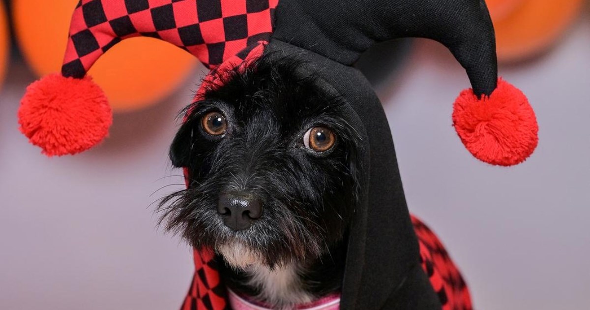 Dumovec organizira Čarobno večernje udomljavanje pasa i mačaka