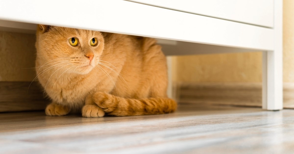 Kako pomoći plašljivoj mački