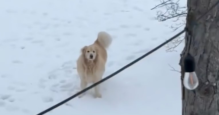 Vjeran pas strpljivo čeka najboljeg prijatelja, pogledajte video