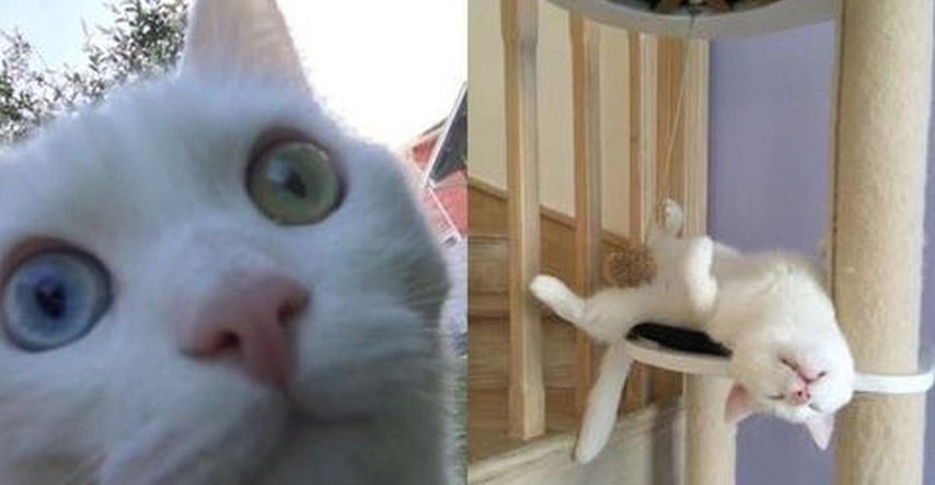 Gluhi albino mačak s dva različita oka traži dom. Pomozi mu ga pronaći