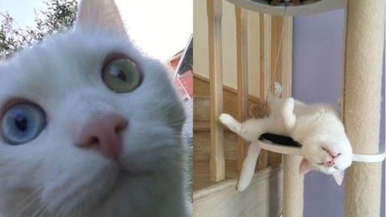 Gluhi albino mačak s dva različita oka traži dom. Pomozi mu ga pronaći