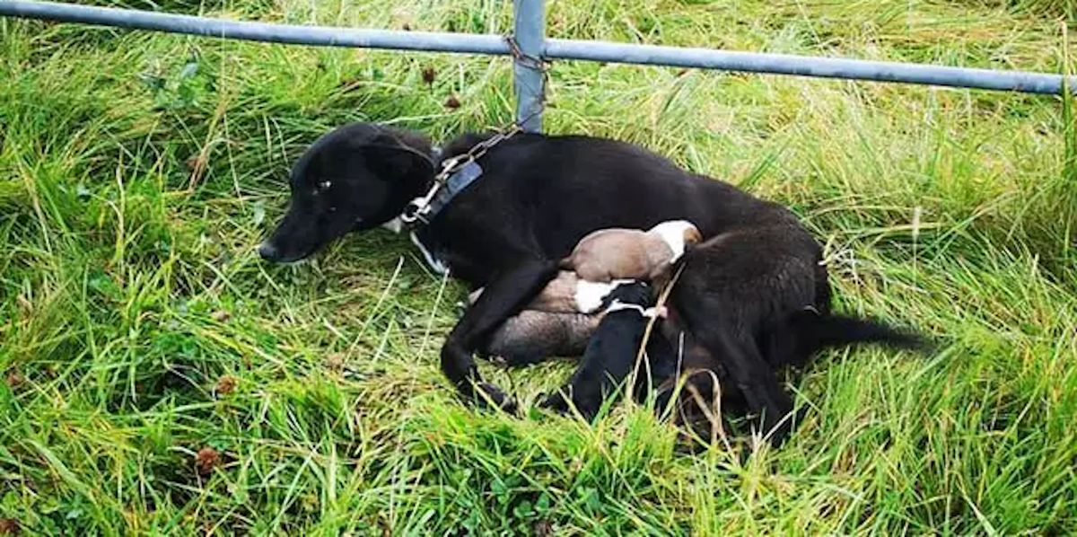Zavezali kujicu za ogradu s tek rođenim štencima, danima su bili na kiši