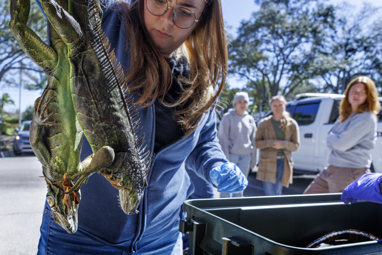 VIDEO Smrznute iguane padaju s drveća na Floridi