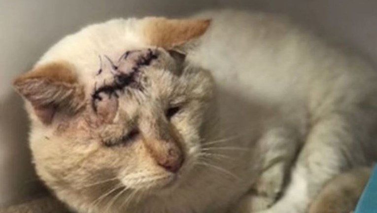 Mačak s velikom ranom na glavi rasplakao internet novim prijateljem kojeg je stekao