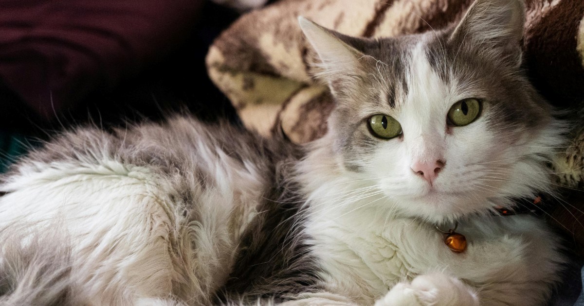 Veterinar podijelio znakove koji otkrivaju osjeća li se mačka sigurno i sretno s vama