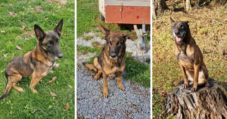 Pet pasa koji su čistili Hrvatsku od mina još uvijek nema dom. Trebaju ga do 1.1.