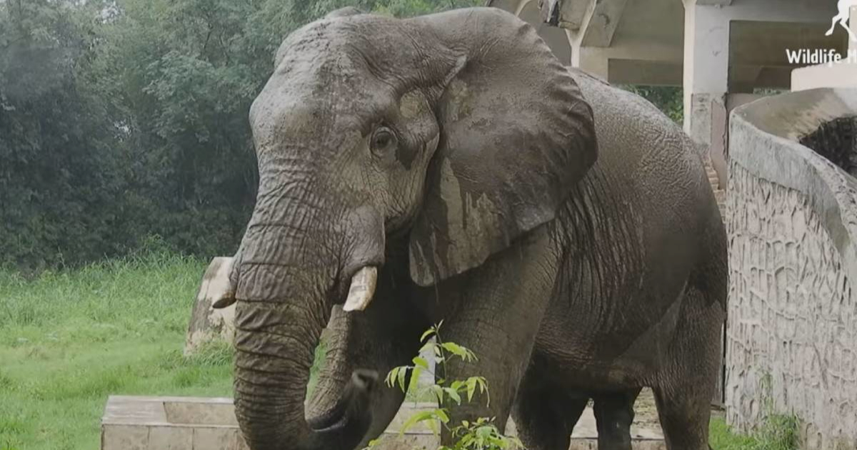 Tragičan kraj jedinog afričkog slona u zoološkom vrtu u Delhiju