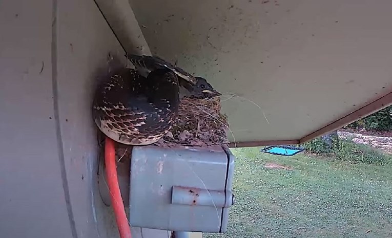 Postavili kameru da promatraju ptiće, snimili ogromnu zmiju kako jede jednog od njih