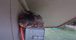 Postavili kameru da promatraju ptiće, snimili ogromnu zmiju kako jede jednog od njih