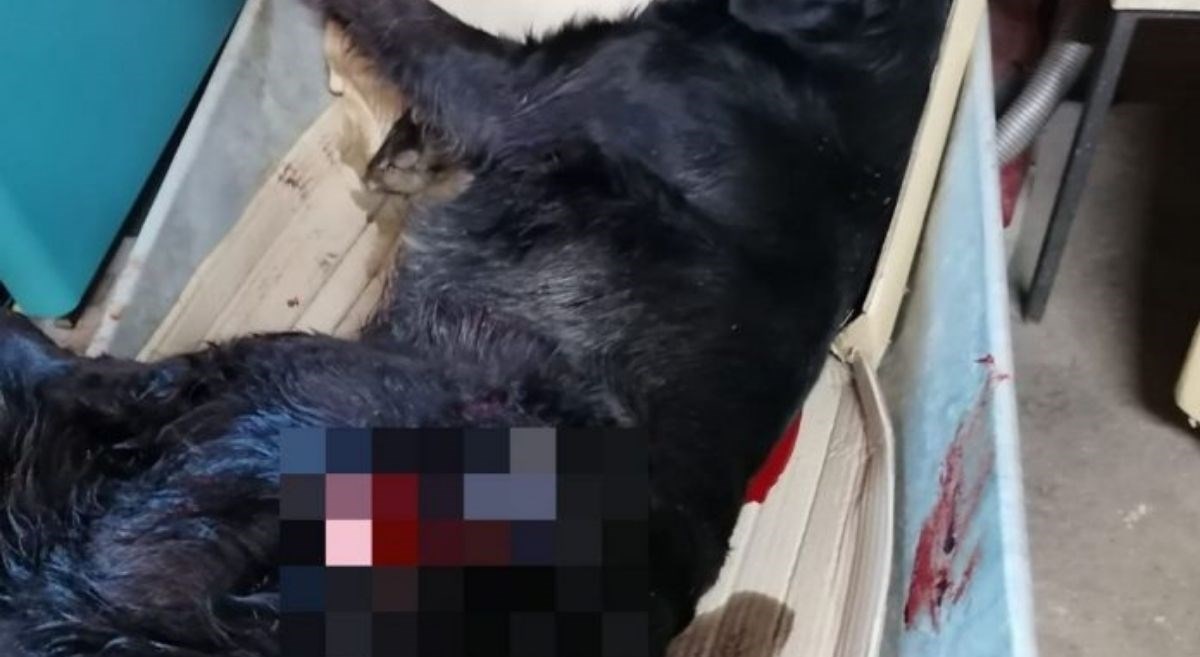 Lovac u Zagorju upucao psa pa nazvao gazdu: Pucal sam ti po pesu, zaklal mi je kokoši