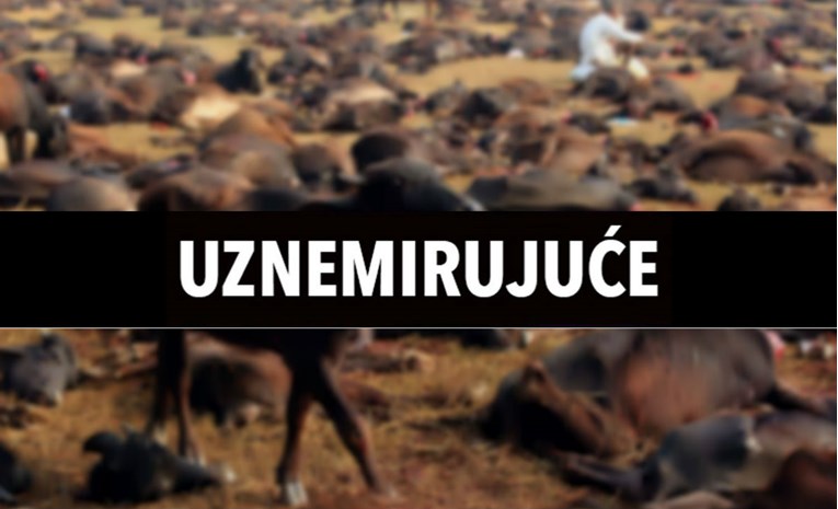 U Nepalu počelo zabranjeno žrtvovanje životinja, ubijene tisuće bizona