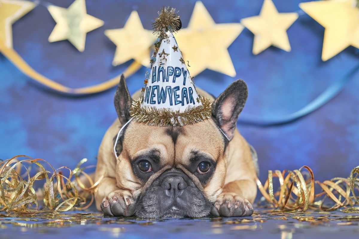 Najbolje novogodišnje odluke za zdravlje i sreću vašeg psa